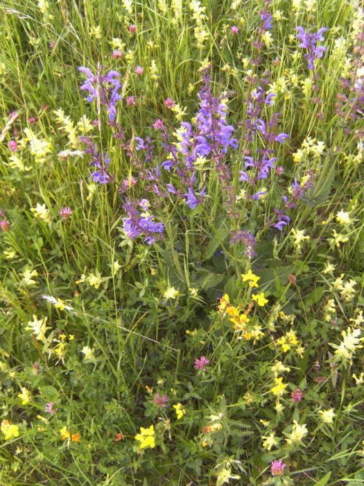 Blumenwiese - Foto: Gerlinde Wiederin